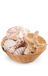 Power Sea Shell Seashell Power for Psychic Connection to Water & Healing – The Spirit ...